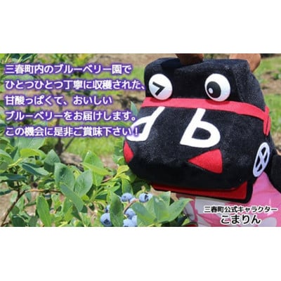 三春ブルーベリー250g×2パック【2026年6月下旬～順次発送】