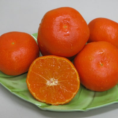 さぬき讃フルーツ「ハウス小原紅早生みかん(さぬき紅)」約1.2kg 【令和7年7月発送】