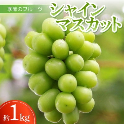 季節のフルーツ「シャインマスカット」約1kg(約250g×4パック入り)【令和7年8～9月発送】