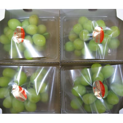 季節のフルーツ「シャインマスカット」約1kg(約250g×4パック入り)【令和7年8～9月発送】