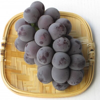 さぬき讃フルーツ「ニューピオーネ」約3kg 【令和7年8～9月発送】