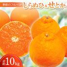 季節のフルーツ「しらぬひ&せとか」計約10kg【令和8年3月発送】