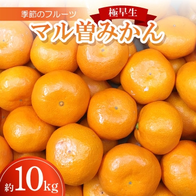 季節のフルーツ「マル曽みかん(極早生)」約10kg【令和7年9～10月発送】