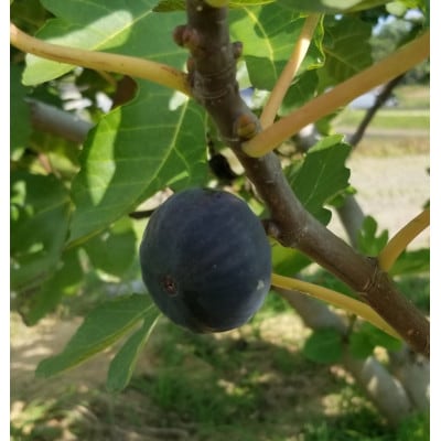 【数量限定!】ご家庭用黒いちじく(サイズ混合)　約1kg