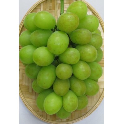 【出荷増大記念・感謝企画】ご家庭用シャインマスカット　約1.3kg以上(2～3房)