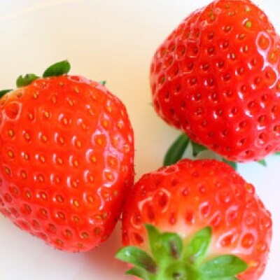 さぬき讃フルーツ「さぬきひめ」約1kg 【令和8年1月中旬より順次発送】