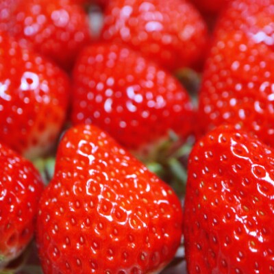 さぬき讃フルーツ「さぬきひめ」約1kg 【令和8年1月中旬より順次発送】