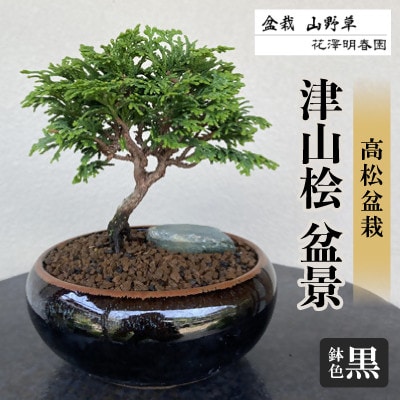津山桧　盆景　〈黒鉢〉