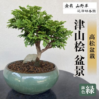 津山桧　盆景　〈緑鉢〉