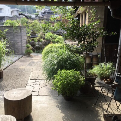 津山桧　盆景　〈緑鉢〉