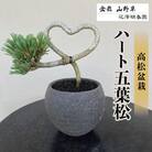 五葉松　ハート