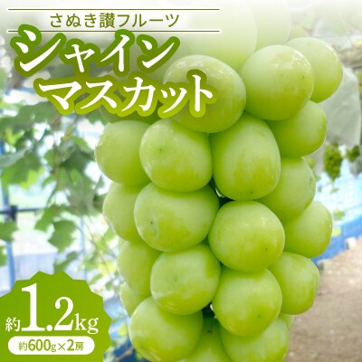 「シャインマスカット」約1.2kg【2025年9月発送】