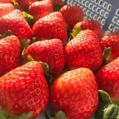 極甘さぬき姫　約500g(250g×2パック)