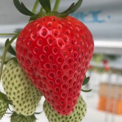 極甘さぬき姫　約500g(250g×2パック)