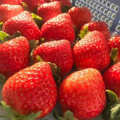 極甘さぬき姫　約2kg(250g×8パック)