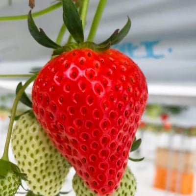 極甘さぬき姫　約2kg(250g×8パック)