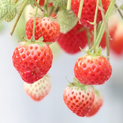 極甘さぬき姫　約2kg(250g×8パック)