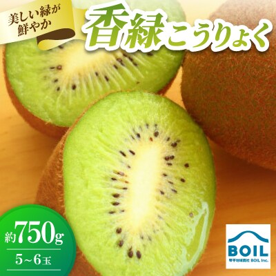 キウイ　美しい緑が鮮やかな　香緑(こうりょく)約750g(5～6玉)