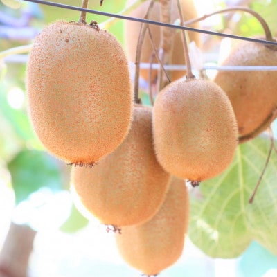 キウイ　美しい緑が鮮やかな　香緑(こうりょく)約750g(5～6玉)