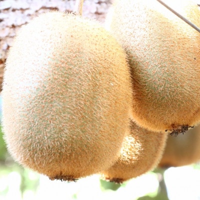 キウイ　美しい緑が鮮やかな　香緑(こうりょく)約750g(5～6玉)