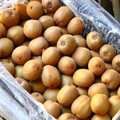 キウイ　美しい緑が鮮やかな　香緑(こうりょく)約750g(5～6玉)