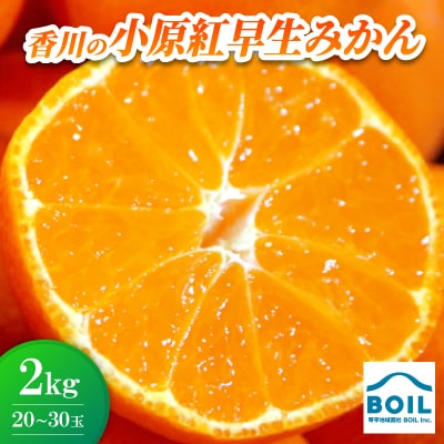 小原紅早生みかん　約2kg(20～30玉)