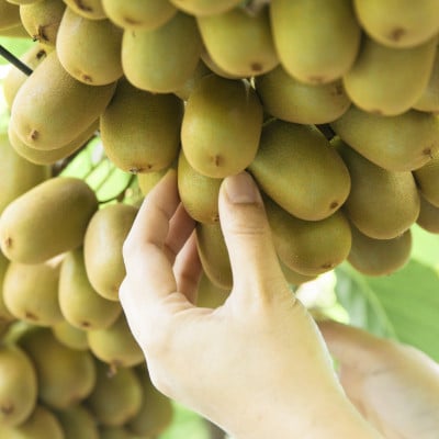 こつぶでちゅるん　さぬきキウイっこ　約1.2kg(24玉)