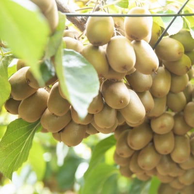 こつぶでちゅるん　さぬきキウイっこ　約1.2kg(24玉)