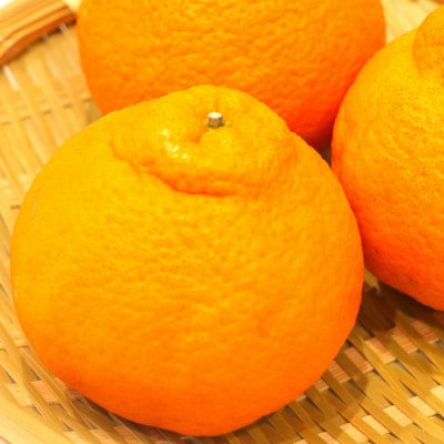 ハウス不知火(中晩柑)約2kg(7～9玉)