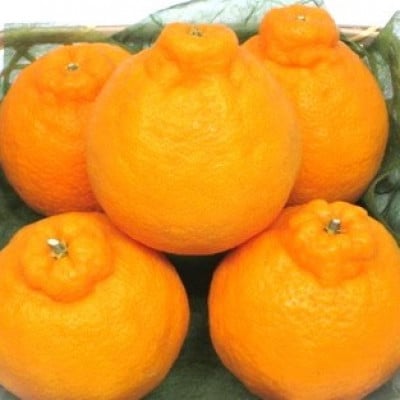 ハウス不知火(中晩柑)約2kg(7～9玉)