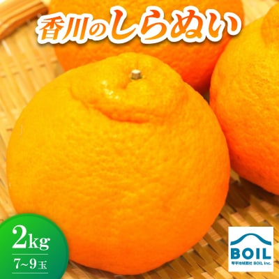 しらぬい(デコポン)約2kg(7～9玉)