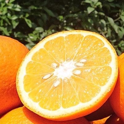 甘夏柑　約2kg(7～9玉)