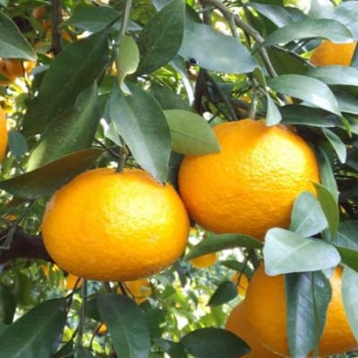 甘夏柑　約2kg(7～9玉)
