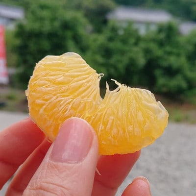 甘夏柑　約2kg(7～9玉)