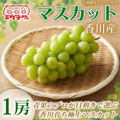 【芳醇な甘み】香川産大粒マスカットを贅沢に楽しむ マスカット 1房