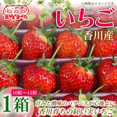 【甘酸バランス抜群】香川産特選大粒いちごで春の味覚を満喫　いちご(10粒～15粒)1箱