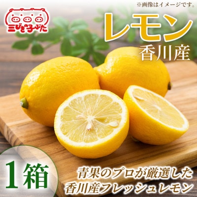 【爽やかな香り】香川産フレッシュレモンで料理やドリンクに彩り レモン 1箱