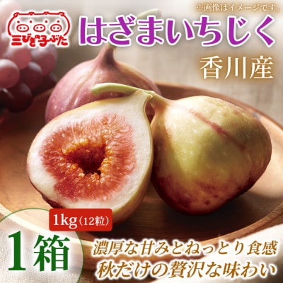【とろける甘み】大玉いちじくをそのまま堪能  はざまいちじく(香川県仲多度郡)1kg(12粒)1箱