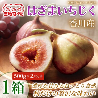 【とろける甘み】大玉いちじくをそのまま堪能  はざまいちじく(香川県仲多度郡)500g×2パック×1