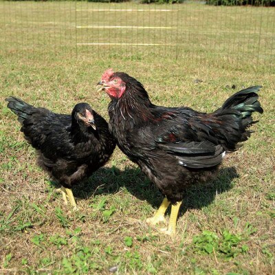深川養鶏　長州黒かしわ　焼肉セット(2個セット)(山口県)
