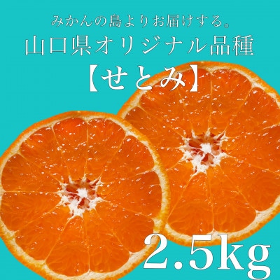 山口県が誇るオリジナル柑橘【せとみ】2.5kg《2月下旬～3月にかけて順次発送》
