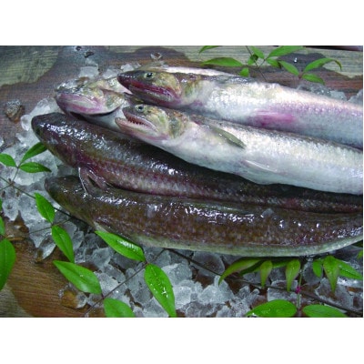 Aセット　山口県海物語プレミアム萩の恵3本セット