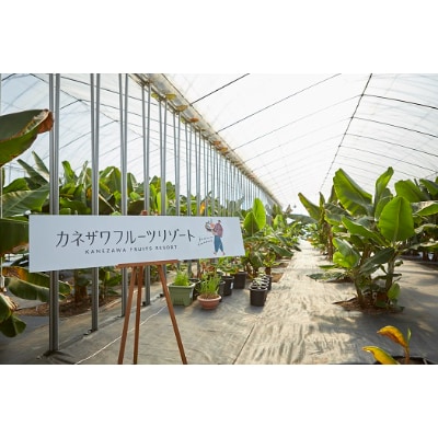 神川バナナ　700g