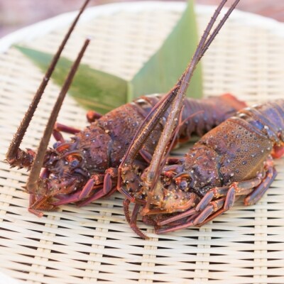 淡路島産 天然伊勢えび 急速冷凍 小2匹入り By51 お礼品詳細 ふるさと納税なら さとふる