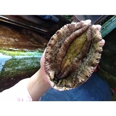 【漁港直送】海水パックでお届け!淡路島産天然活きあわび超特大サイズ 1個◆AU92