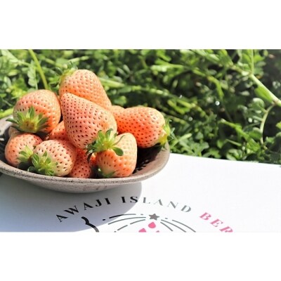 淡路島産 白いちご 淡雪 生果実 Ec01 お礼品詳細 ふるさと納税なら さとふる