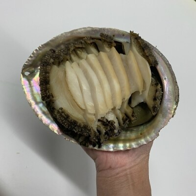 特大サイズ 淡路産天然蒸しあわび1個 解凍 B151 お礼品詳細 ふるさと納税なら さとふる