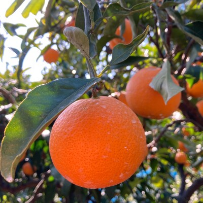 蜂久農園の特撰　蜂久清見オレンジ　約5kg