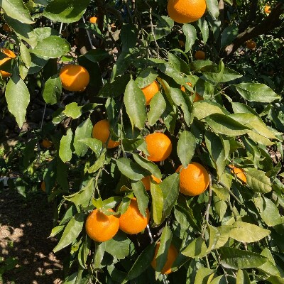 蜂久農園の特撰　蜂久清見オレンジ　約5kg
