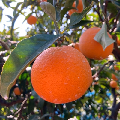 蜂久農園の蜂久清見オレンジ　約10kg
